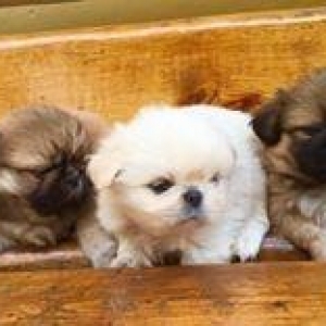 Pekines