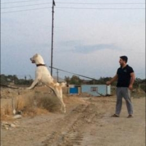 temiz alabay balasi satilir (Dishid, 2 ayliqdi iynesi vurulub