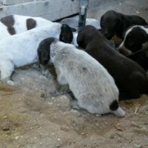 kurchxar ov itinin balalarini satiram temiz parodadir. anasi va arasi