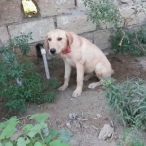 labrador satiram. dishidir 5 ayliqdir shekildekinden boyukdur temiz