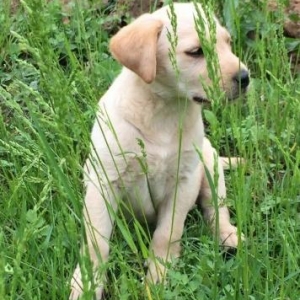 labrador satiram. dishidir 5 ayliqdir shekildekind