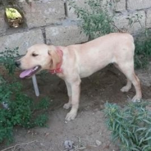 labrador satiram. dishidir 5 ayliqdir shekildekinden boyukdur temiz