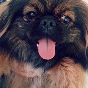 Pekines