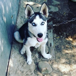 Husky