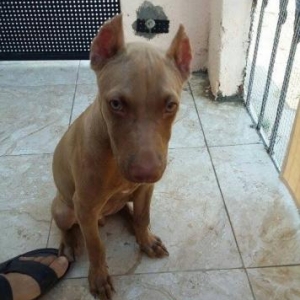 Pitbul 4ayliq barter edirem Velosipedle ve Telefon