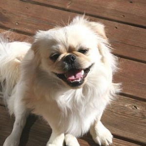 pekines