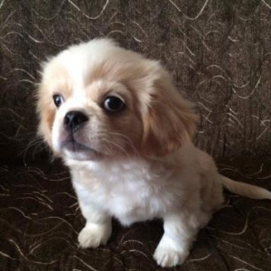 Tibet spaniel satılır