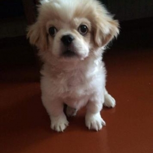 Tibet spaniel satılır