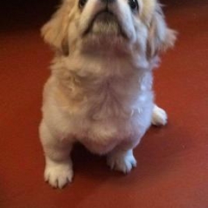 Tibet spaniel satılır