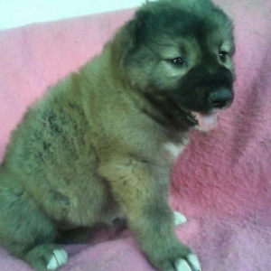 qafqaz afcarka balalari satilir sekiller ozderne mexsusdu itlerin