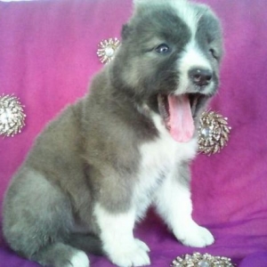 qafqaz afcarka balalari satilir sekiller ozderne mexsusdu itlerin