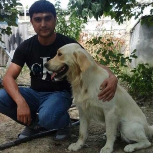 Eziz dostlar labrador golden retriver satiram 2 yasi var qurd dermanin