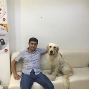 Eziz dostlar labrador golden retriver satiram 2 yasi var qurd dermanin