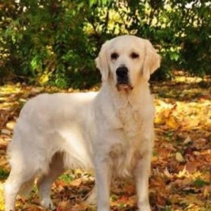 Eziz dostlar labrador golden retriver satiram 2 ya