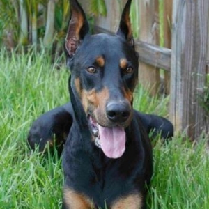 Doberman iti axtariram