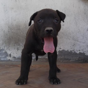 Pitbull