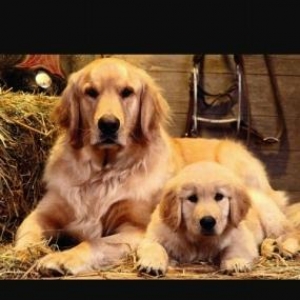 "Golden Retriver "