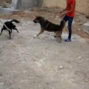 Çoban iti Əsil Döyüş iti Həyəti zadı qorumaq üçün əla itdir Toyuq yemi