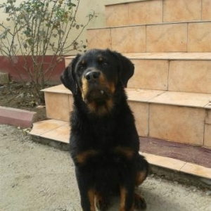 Rottweiler