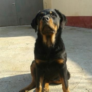 Rottweiler