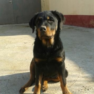 Rottweiler