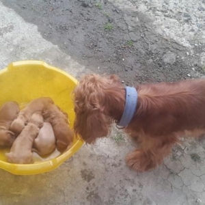 koker spaniel