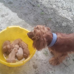 koker spaniel