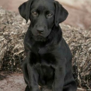 labrador