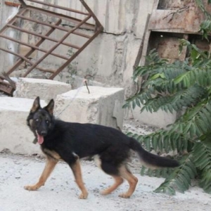 nemka afcarka temiz iynelri vurlub qurd dermani verlib 7ayliqdi diwidi