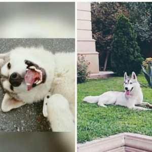 Sibirski Husky Rusiyadan alinib . Coxly yariw meda