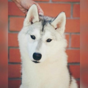 Sibirski Husky Rusiyadan alinib . Coxly yariw medallari var telim keci