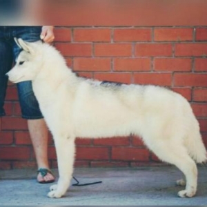 Sibirski Husky Rusiyadan alinib . Coxly yariw medallari var telim keci