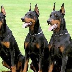 Doberman karalaveski erkek diwi var