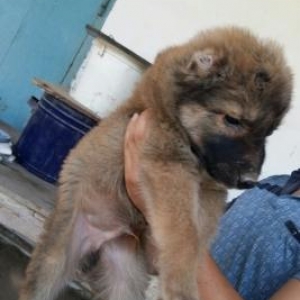 temiz qoyun iti balasi itder coxdu baxa bilmirem  qiymetinnen cox awaq