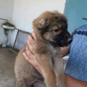 temiz qoyun iti balasi itder coxdu baxa bilmirem  