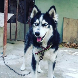 Husky 1yaşdı iynələri vurulub köçməknən ə