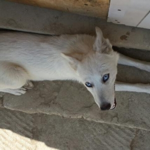 cins itdir haski sibir afçarkası qarışığına bənzəyir gözləri açıq mavi