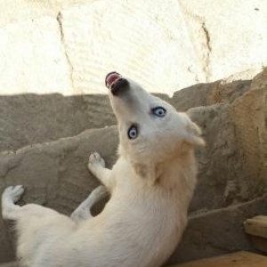 cins itdir haski sibir afçarkası qarışığına bənzəyir gözləri açıq mavi