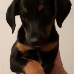 Temiz qan Doberman balasi.