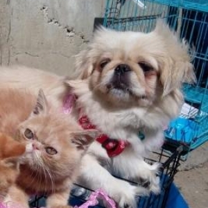 pekines sarılur