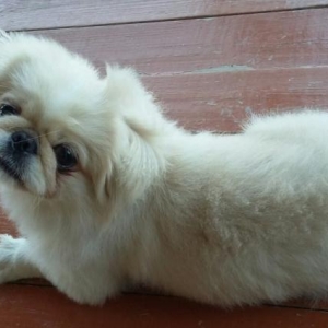 pekines sarılur