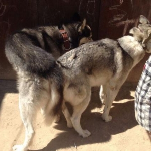 temiz natura erkek husky .dişi husky kimde varsa cute vurdura biler