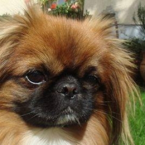 Pekines Satilir