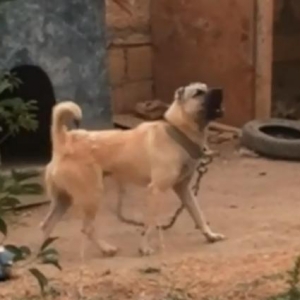 Kangal su  qiymetine