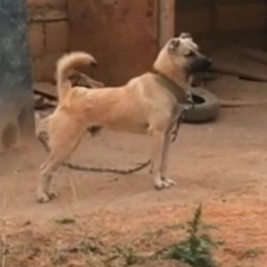 Kangal su  qiymetine