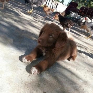 Labrador Teriver ay yarimlig iyne dermanlari olunub. Razilasma yolu il