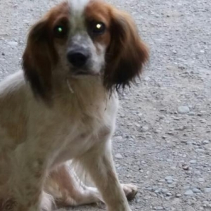 Rus spanielsortu Hush  iti 1.2 yadh yaxshi  axtarir.