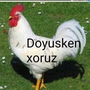 xoruz satilir.doyusken xoruzdu.tam saqlamdi.sadece