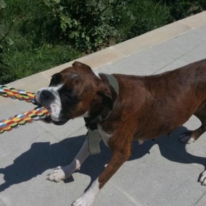 esl temiz boxer dog. 1 yaw 2 ayliqdi. cox oynagan itdi. 1 defe bala ve