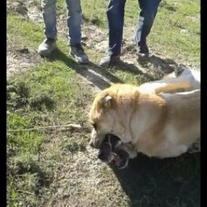 1yaş 7aylğdı döyüş itidi döyşləri var Dağsadan  sortudu çox sərdi vats